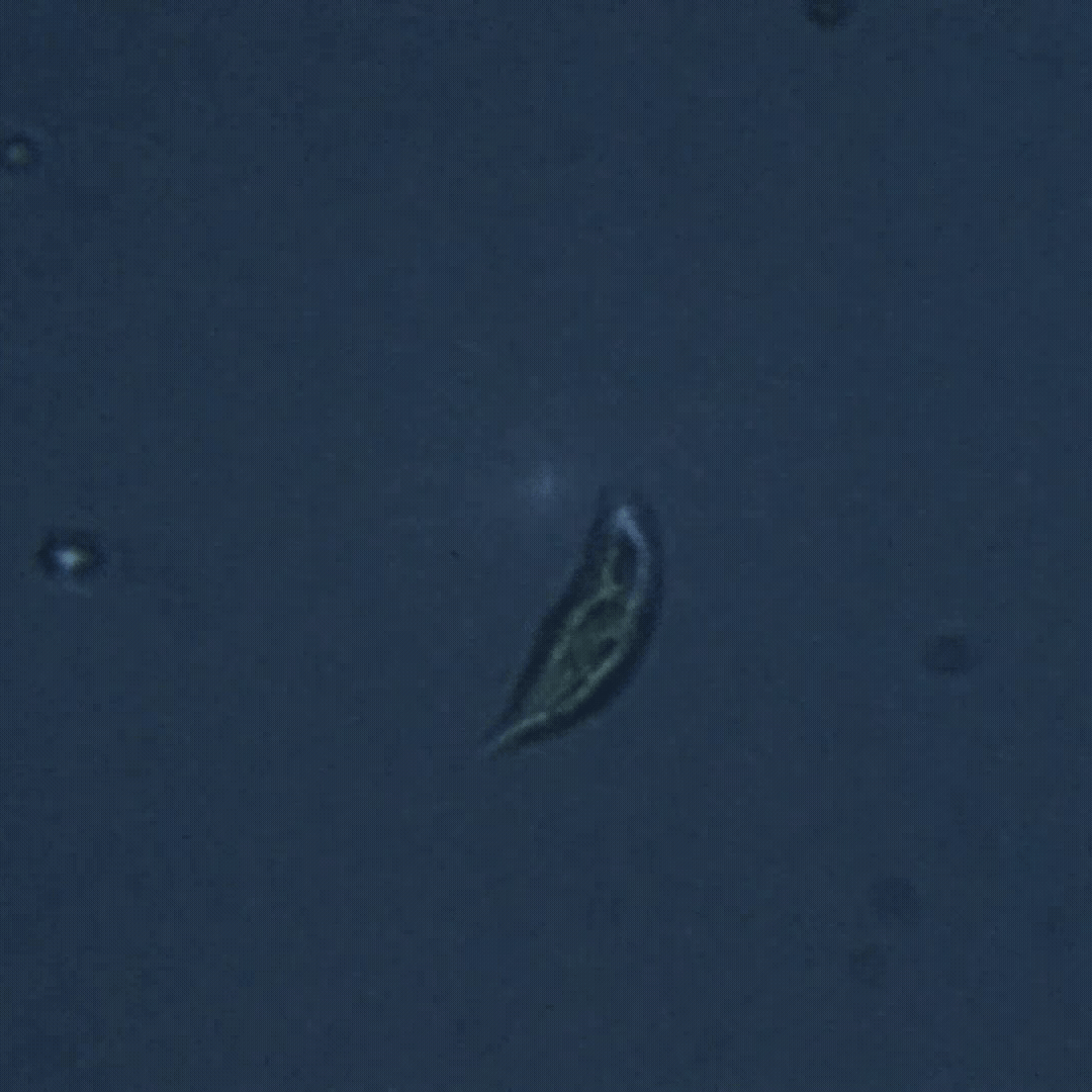 Protozoa swimming