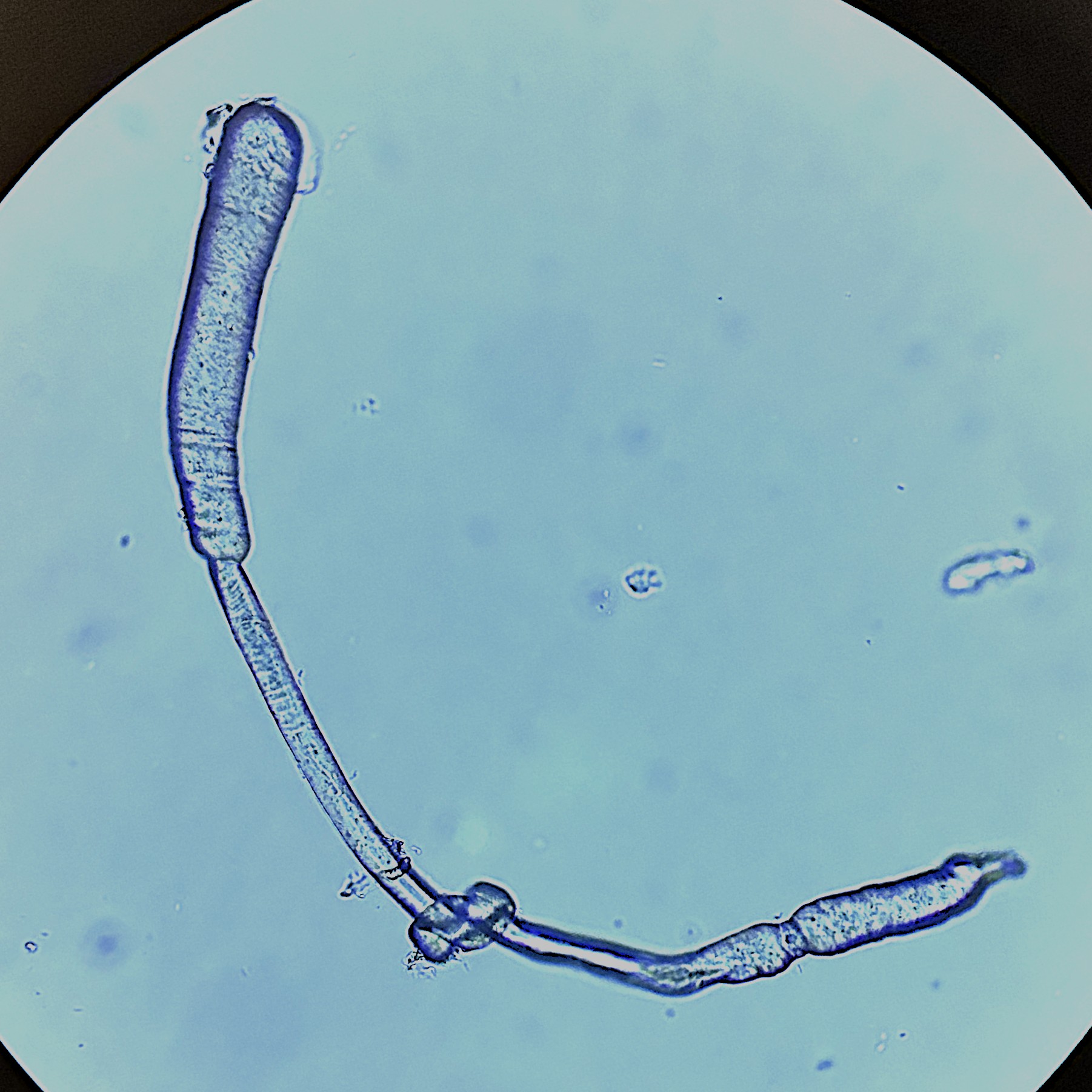 fungi fragment close up