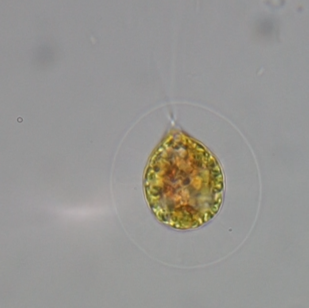 A single microalga