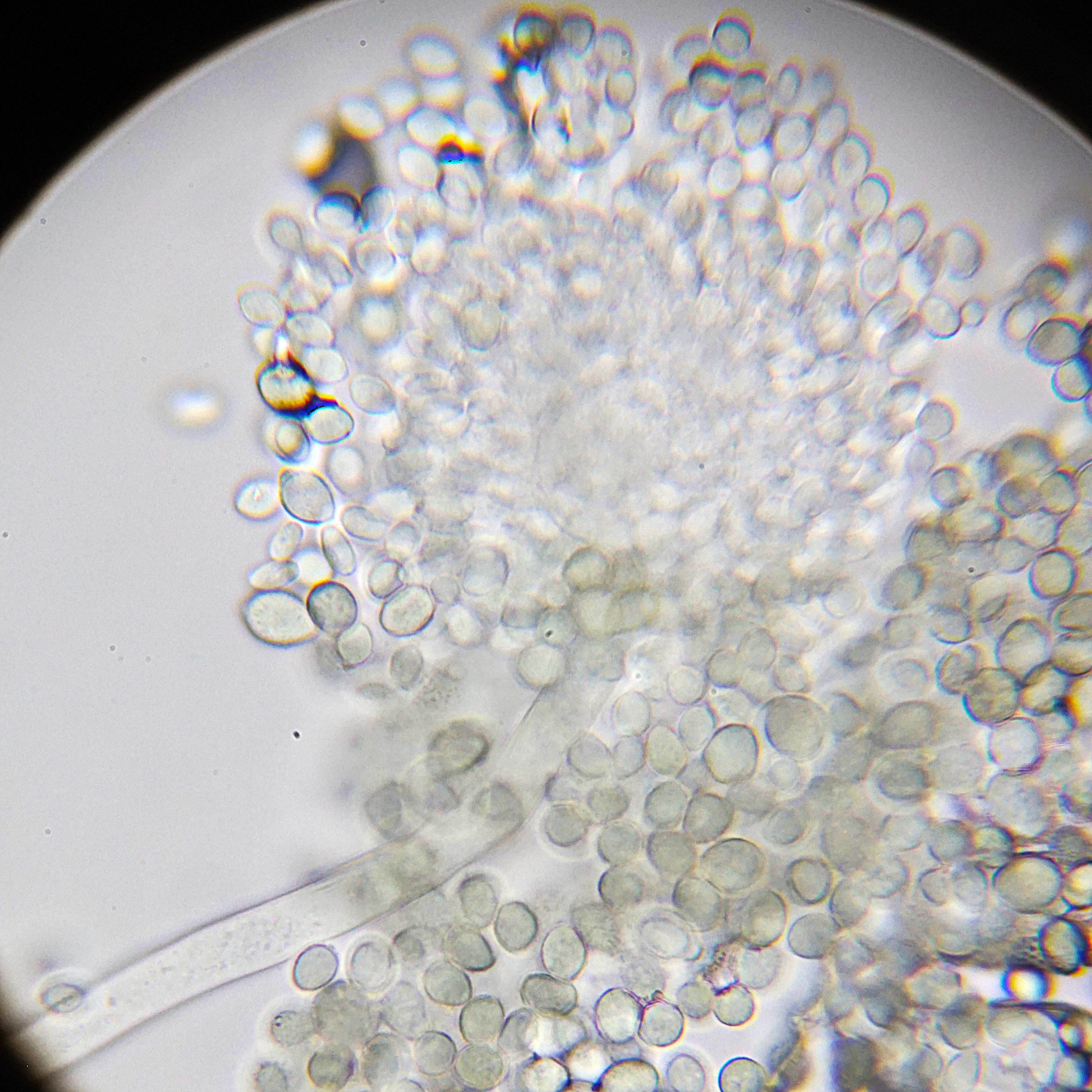 Cluster of spores and fungi of green mold