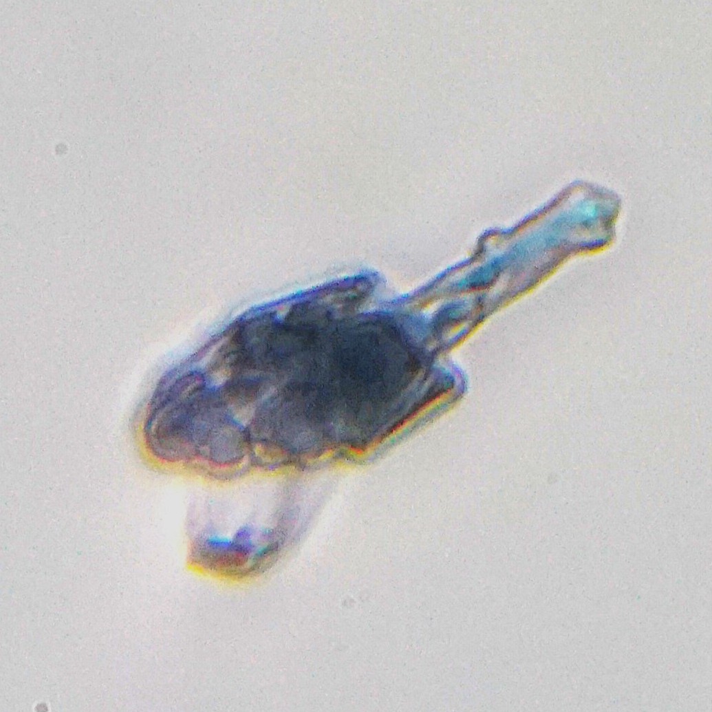 Rotifer image