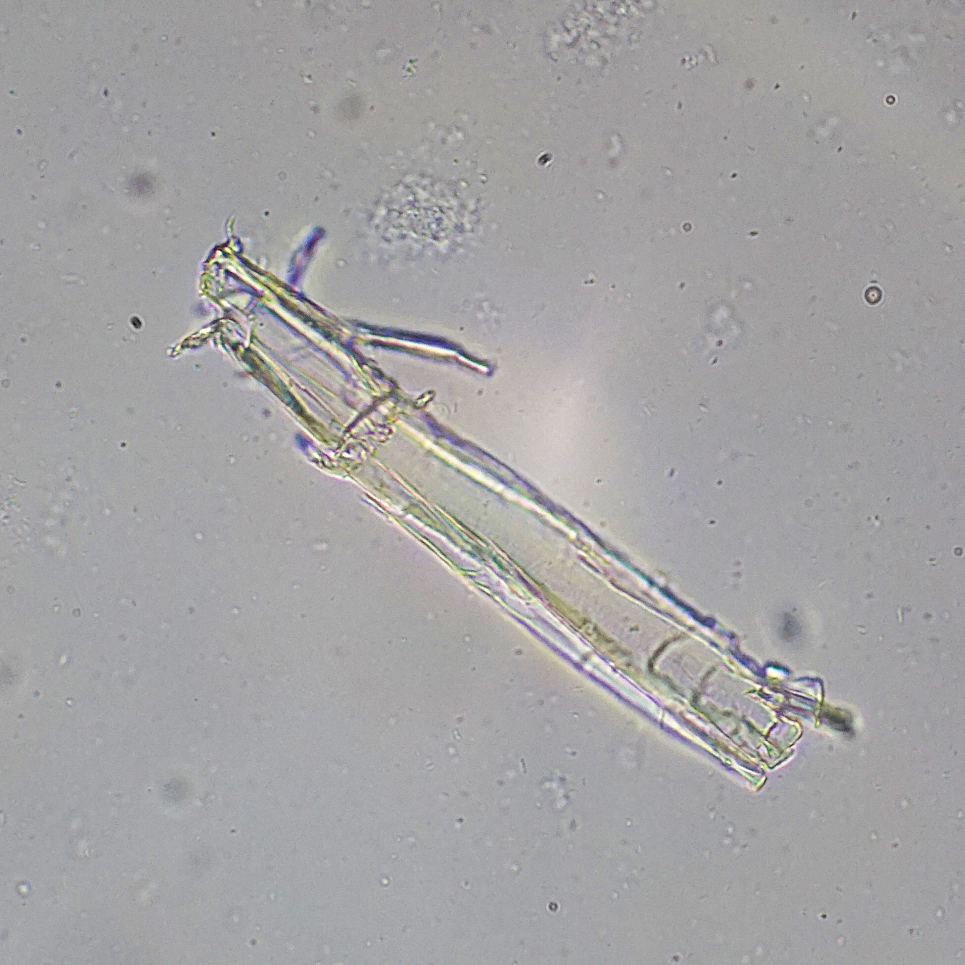 Biofilm