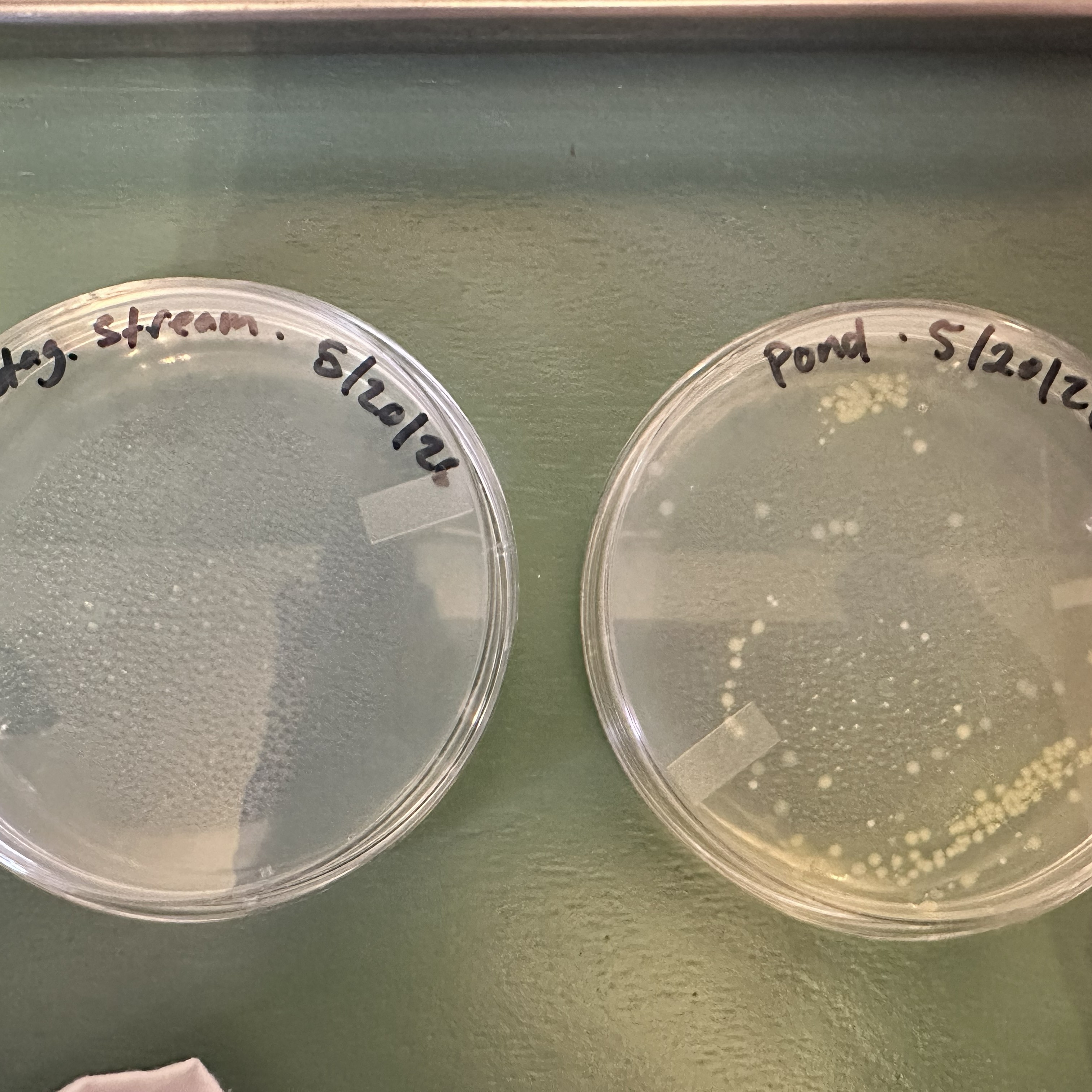 agars of both samples