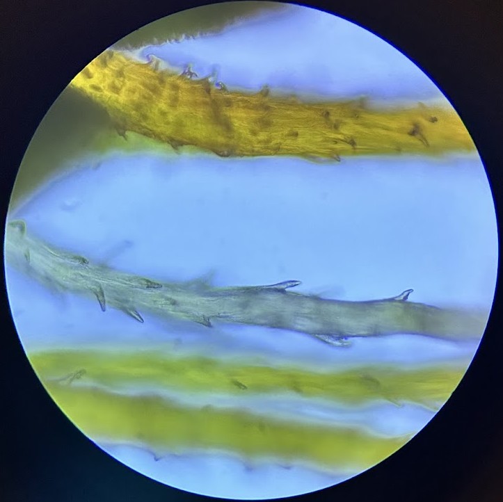 Description of image